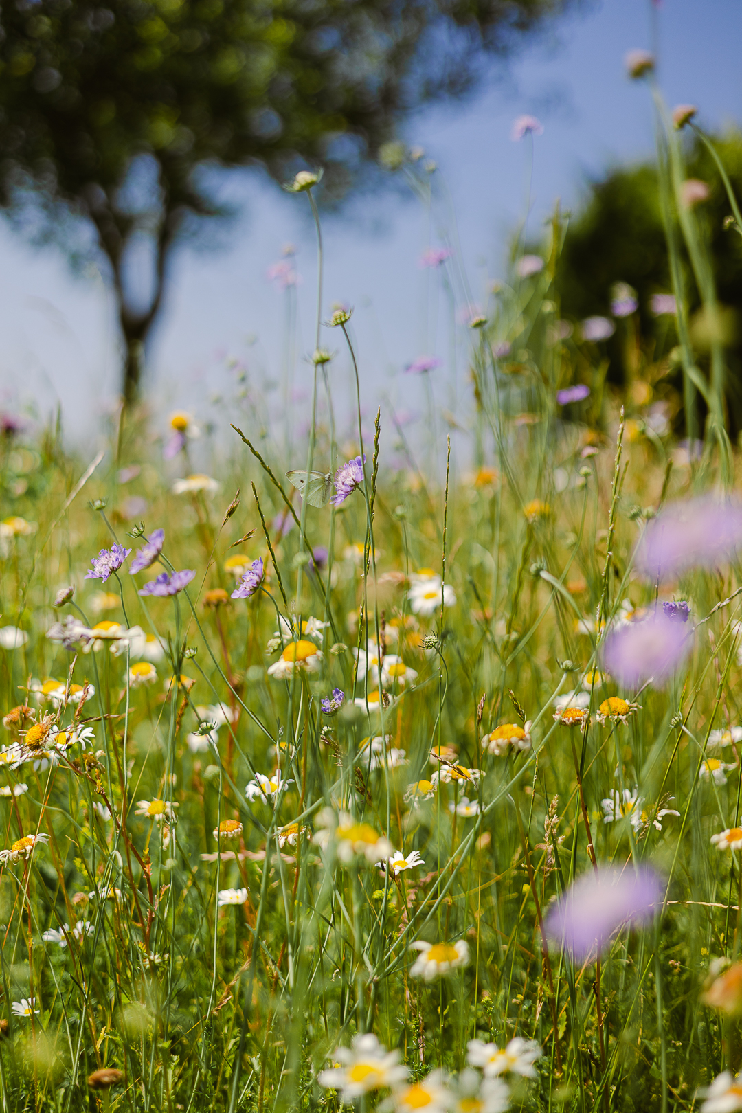 Fleur et papillon citron à la mine de Lochnagar