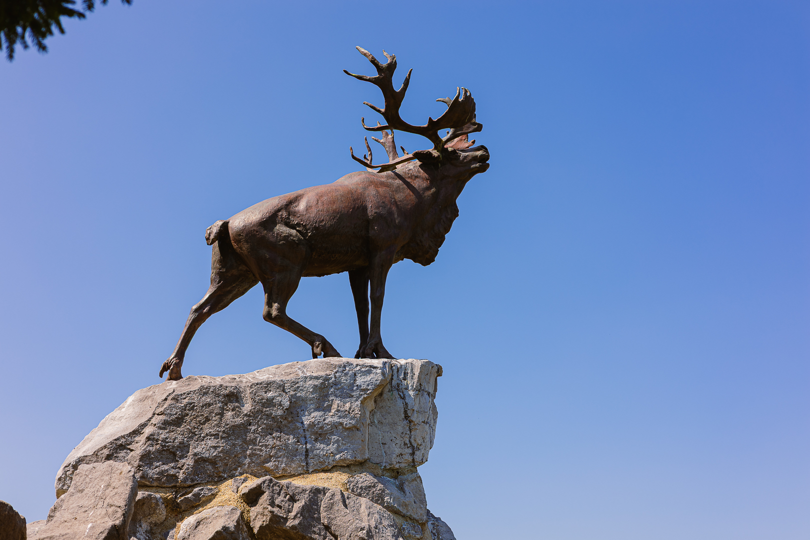 Le caribou de terre-Neuve